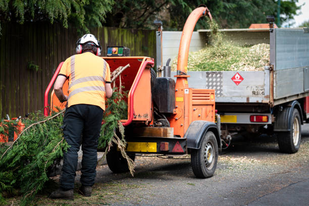 Best Tree Preservation Services  in Rm Beach, WA