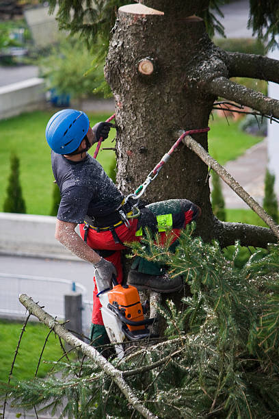 Best Lawn Grading and Leveling  in Rm Beach, WA