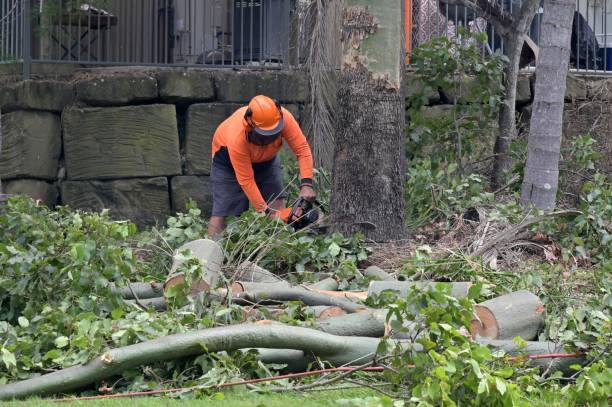 Best Hazardous Tree Removal  in Rm Beach, WA